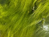 Green algae underwater texture background. Aquatic plants and ecosystem concept. Natural abstract green background