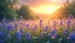 © Vadym - Purple lupine flowers grow in meadow. Golden sun rises over distant trees. Gentle light illuminates field of wild plants. Peaceful nature scene at early morning.