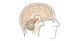 © Ripon - Anatomical diagram of a human head in profile showing the brain structure with the pituitary gland highlighted in red.