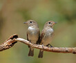 © fiore26 - Asian brown flycatcher in nature two small brown birds perching on a branch