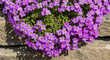 © Limon - Purple rock cress flowers blooming on stone wall in spring garden