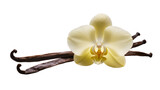 Isolated vibrant yellow vanilla orchid flower with several dried aromatic vanilla bean pods