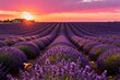 © Siyam - Lavender Fields Under Vibrant Summer Sunset Sky With Rows Of Purple Flowers high resolution commercial stock image variation 57 siyam