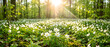 © Gowrob - Sunlit Wood Anemone Flowers in Spring Forest Landscape