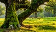 © Sasuke - A serene mossy tree in a sunlit green meadow