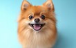 © video - Fluffy orange pomeranian smiling with tongue out, bright eyes and playful joyful expression on soft blue background