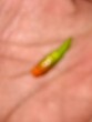 © Rextta - bLUR. Close-up of a fresh green and orange bird's eye chili held in a person's palm. Vibrant spicy Thai chili pepper, organic harvest, food ingredient for hot Asian cuisine.