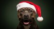 © Tetiana - Smiling Brindle Pit Bull wearing Santa Hat on Dark Studio Background