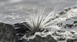 © dikifajarfadilah - white asbestos fibers a hazardous material and dangerous substance emerging from cracked concrete illustrating environmental health concerns.