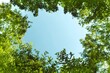 © AAUB - Low angle view of lush green tree branches forming a natural circular frame against a clear blue sky. Concept for fresh air, nature conservation, environmental protection, and freedom with copy space.