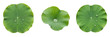 © PindiBoys - Lotus Leaf Isolated on White Background - Nelumbo Nucifera - Sacred Water Foliage, Lotus, Loto, Botanical Graphic for Zen Design, High Quality Nature Cutout Element.