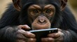 © tri - Chimpanzee using a smartphone device.