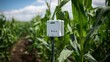 © My Mum  - Modern Electromagnetic Soil Sensor in Lush Cornfield