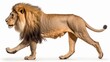 © we3_food - Male adult lion with a magnificent mane walking gracefully, displaying regal posture and power