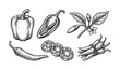 © Nadya - A set of hand-drawn pepper illustrations in a vintage engraving style. Includes bell pepper, chili, and plant. Perfect for menus, packaging, or organic food branding.