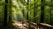© tu - Solitary traveler strolling on a narrow earth trail amidst towering ancient trees within a lush verdant woodland forest filled with vibrant emerald foliage and natural sunlight shadows.