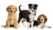 © Lukas - Three adorable puppies a golden retriever a border collie and a beagle, isolated on transparent background