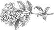 © Purple_Lamp - Detailed vintage botanical illustration of flowering elderberry branch with leaves and blossoms