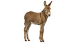 © Ammar - donkey isolated on white background