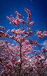 © TN Creative Visuals - Close up of delicate cherry blossoms in full bloom against a clear blue sky. Bright spring atmosphere highlighting natural beauty, seasonal renewal and peaceful floral detail