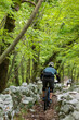 © .shock - Mountain biking cyclist rides a narrow forest trail between stone walls on a green summer day