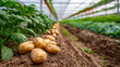 © Mikhail Vorobev - Freshly harvested potatoes resting on rich soil with green leafy plants growing inside a spacious greenhouse farm under natural light and controlled environment