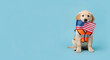 © Vectricx - Adorable golden retriever puppy dressed in safety vest holding american flag in mouth sitting on a light blue studio background with copy space.