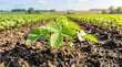 © Irina - Emerging soybean plants in field with rich soil and bright sunlight. Young soybean plants growing in fertile earth under clear blue skies.