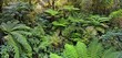 © Michael Rucker/imageBROKER - Tree ferns (Cyatheales), rainforest, Milford Sound, Fiordland National Park, Te Anau, South Island, New Zealand