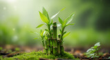Close-Up of Fresh Green Lucky Bamboo Stalks with Water Drops Growing in Moss Under Sunlight