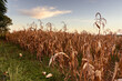 © DR Moura - Agricultural landscape with dried corn plantation under intense heat and drought; concept of drought and climate impact on agriculture.