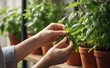 © arayabandit - Close up of woman hands gently touching fresh green basil leaves in terracotta pots while gardening at home with soft natural lighting.