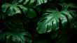 © Salman - Large monstera deliciosa leaves featuring intricate patterns captured in high contrast dramatic lighting with a lush dark moody tropical botanical aesthetic