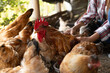© lentecimarron - Free range rooster and hen on green farm grass