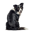 © Ricky - Photograph of an intelligent black and white Border Collie dog, sitting, looking back at the camera.