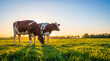 © Rowdie - Two brown and white cows graze peacefully in a vast green pasture at stunning golden hour sunset.
