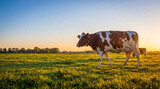 Brown and white dairy cow gracefully walking through a sun-kissed green pasture during a beautiful golden sunset.
