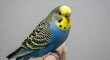 © Nelsen - Beautiful Blue Yellow Budgerigar Perched Calmly Against Grey Background