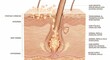 © Alena - Scientific 3D cross section of skin showing hair growth serum molecules penetration through epidermis to dermal papilla and hair matrix