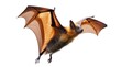 © MDOFF656 - A flying fox bat with translucent orange wings in mid-flight against a white background animal wildlife