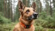 © AZ Studio - Dog wears GPS collar in forest for tracking and safety while exploring outdoors on a sunny day with trees and bushes in the background