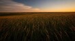 © hkrsnot - Golden hour sunset over vast prairie landscape, tall dry grass field swaying gently in the breeze, atmospheric golden light painting the horizon, serene, natural, outdoor beauty.