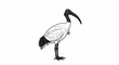 © normal - Illustration of a stylized white ibis with a black head and legs