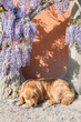 © VolodymyrNadtochii - Serene Senior Canine Lying On Sunlit Terracotta Wall Surface
