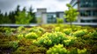 © Justlight - Medium shot of lush green roof on surgical center in summer with sharp focus on vibrant plants blurred background highlighting building architecture.