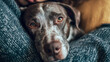 © KRNO - Dog resting head on person lap during calm moment, emotional support, trust and companionship between human and pet
