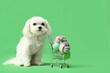 © Pixel-Shot - Cute Bolognese dog with shopping cart with toys and credit card on green background