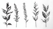 © Depal - Floral vintage wallpaper featuring monochrome botanical illustrations wallpaper