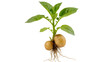 © Isabel - Sprouting Potato Tubers with Green Leaves and Root System