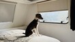 © Karen Images - Dog looking out of a window in a camper van